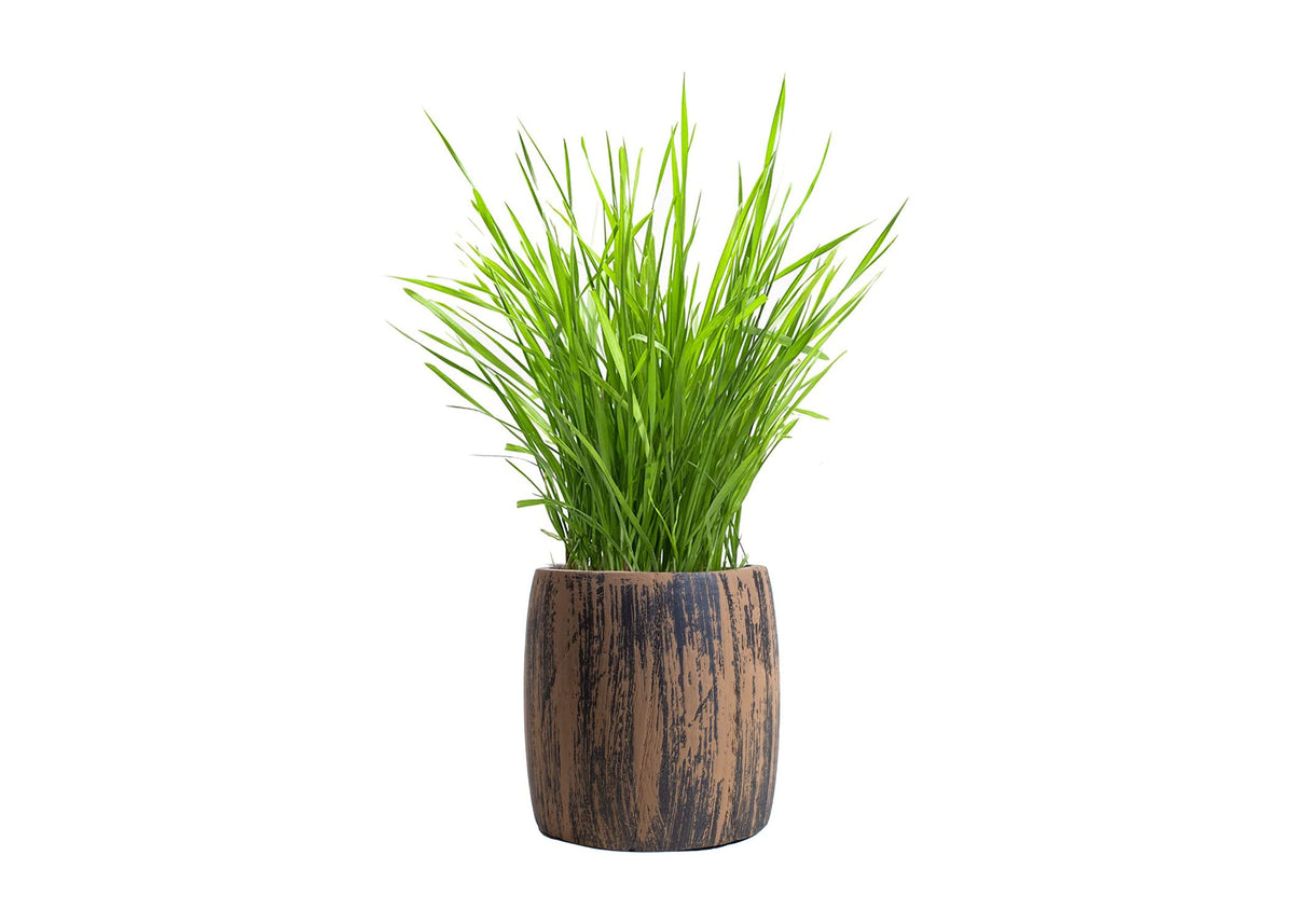 Cat Grass Kit Organic Seed & Soil for 4 Plantings S271