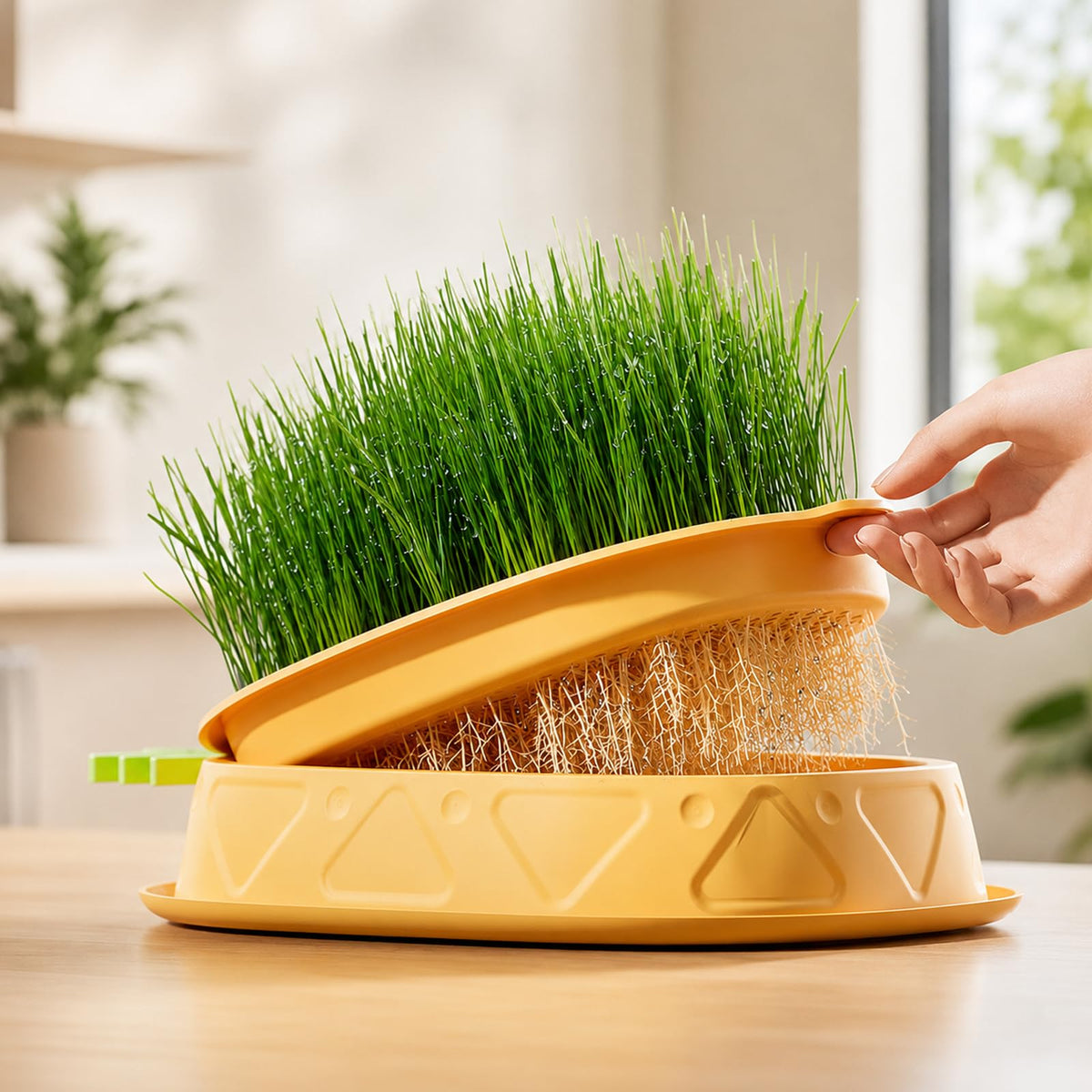 2 Pack Hydroponic Cat Grass Planter A206